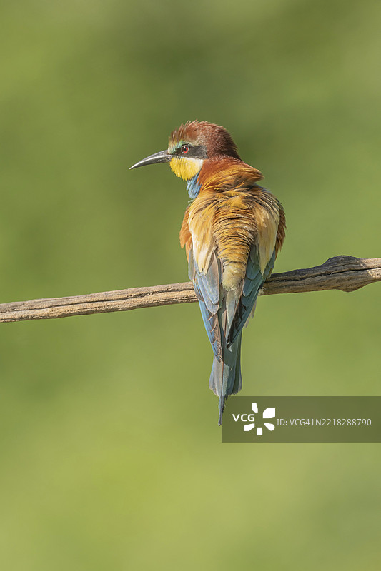 欧洲蜜蜂吃鸟(Merops apiaster)在春季繁殖季节栖息在树枝上。德国,巴登-符腾堡州,弗赖堡,凯瑟斯图尔,埃门丁根,耶赫廷根。图片素材