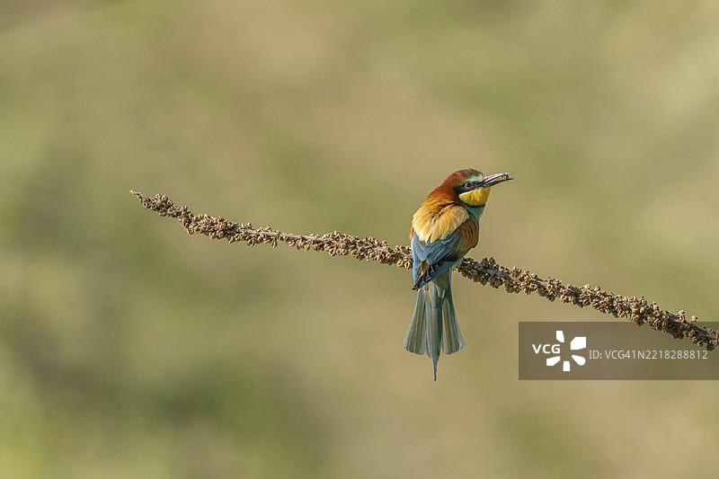 欧洲蜜蜂吃鸟(Merops apiaster)在春季繁殖季节栖息在树枝上。德国,巴登-符腾堡州,弗赖堡,凯瑟斯图尔,埃门丁根,耶赫廷根。图片素材