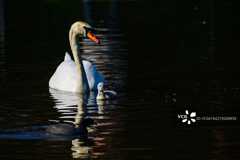 天鹅父母与小天鹅享受阳光明媚的早晨图片素材