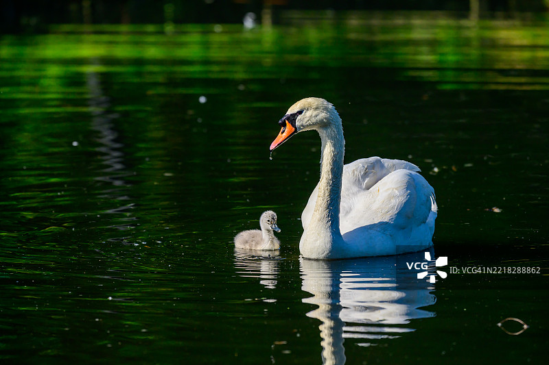 天鹅父母与小天鹅在池塘中游泳图片素材