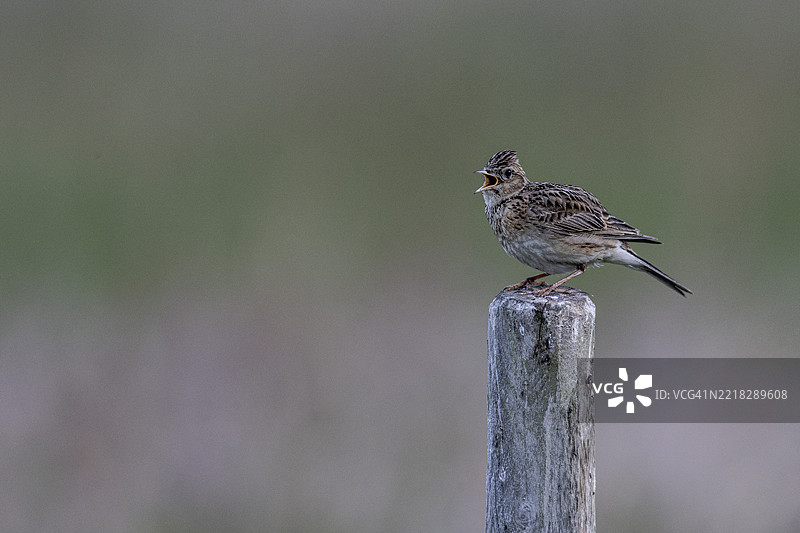 云雀（Alauda arvensis）在杆子上唱歌，埃姆斯兰，下萨克森州，德国，欧洲图片素材