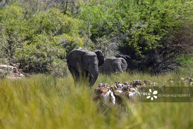 家畜与野生动物之间的冲突，乌加布河河床上的一群山羊与沙漠大象，纳米比亚，非洲图片素材