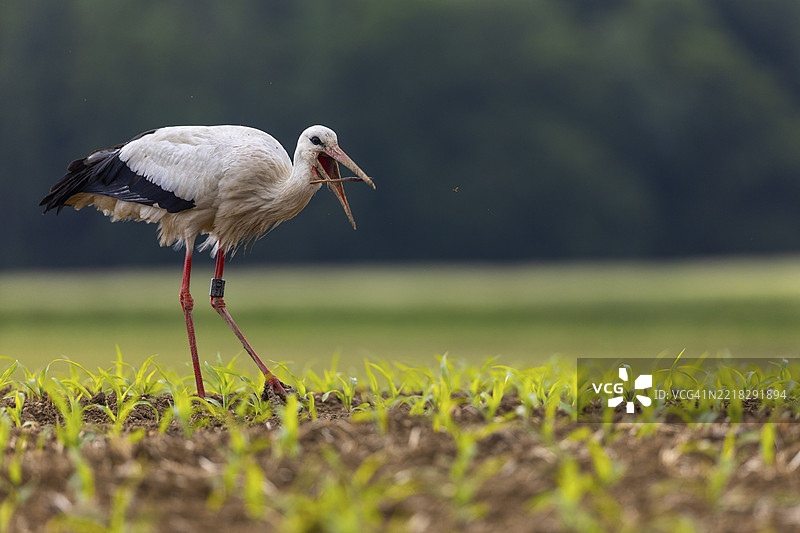 白鹳(Ciconia ciconia),在农田中吃蚯蚓,德国巴登-符腾堡州西格马林根区的Göggingen,欧洲图片素材