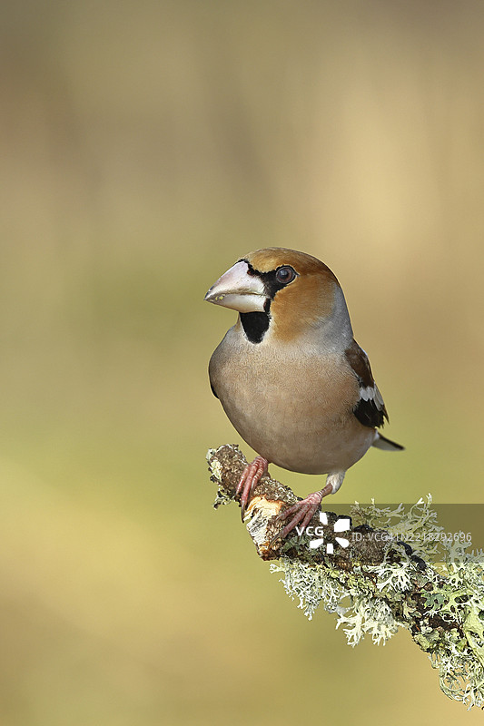 雄性红头雀（Coccothraustes coccothraustes）栖息在覆盖着驯鹿地衣（Cladonia rangiferina）的树枝上，德国北莱茵-威斯特法伦，欧洲图片素材