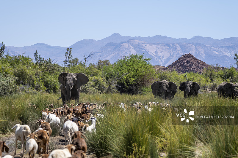 家畜与野生动物之间的冲突，乌加布河河床上的一群山羊与沙漠大象，纳米比亚，非洲图片素材