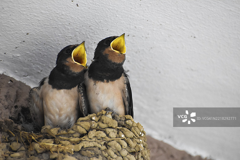 年轻的家燕（Hirundo rustica）在巢中乞求食物，拍摄于德国巴伐利亚的布尔豪森。图片素材