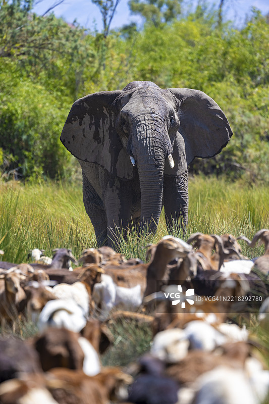 家畜与野生动物之间的冲突，乌加布河河床上的一群山羊和沙漠大象，布兰德堡，纳米比亚，非洲图片素材