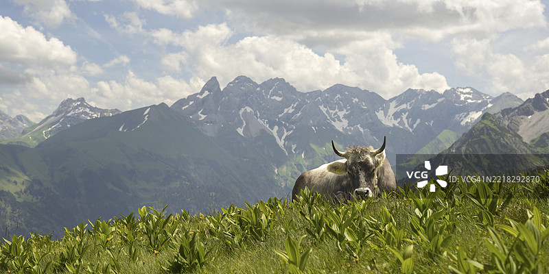 阿尔高棕色牛（Bos primigenius taurus）在费尔霍恩山上，背后是阿尔高主脊，包括特雷塔赫峰、马德尔加贝尔峰、博克卡尔科夫峰和霍赫弗罗特峰，阿尔高阿尔卑斯山，巴伐利亚，德国，欧洲图片素材