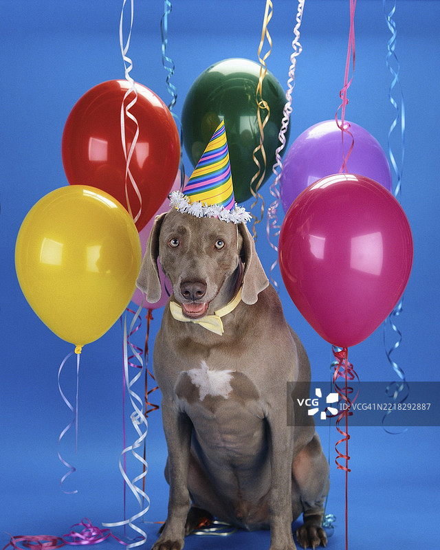 戴着派对帽的狗被五彩缤纷的气球包围，营造出节日的氛围图片素材