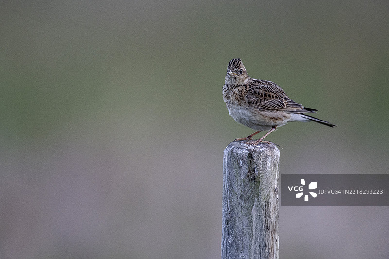 云雀（Alauda arvensis）在杆子上唱歌，埃姆斯兰，下萨克森州，德国，欧洲图片素材