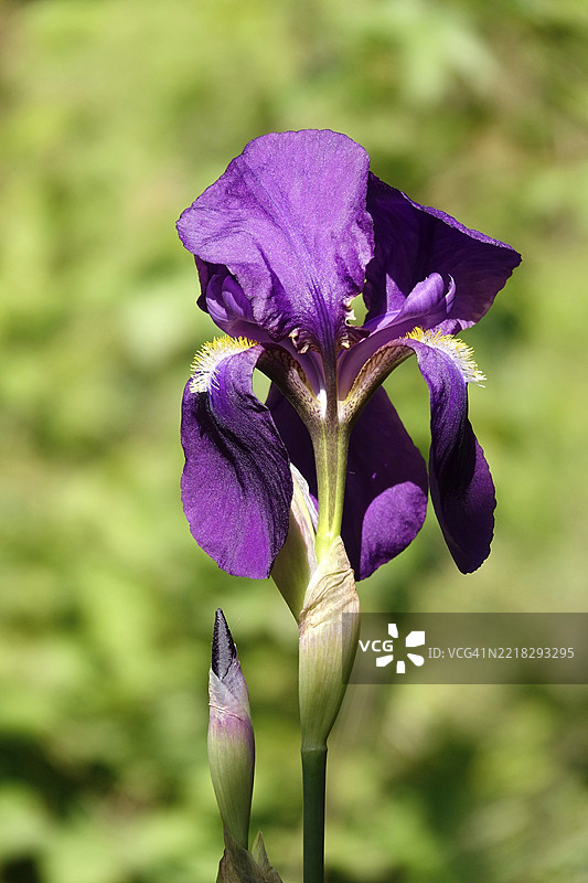 鸢尾花，五月，德国，欧洲图片素材