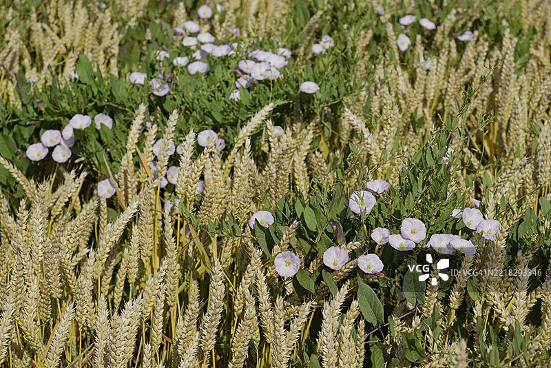 田间旋花（Convolvulus arvensis）在谷物中攀爬，花朵，德国北莱茵-威斯特法伦，欧洲图片素材