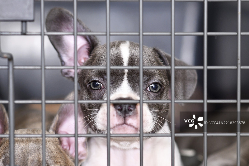 被铁栏杆关在笼子里的斑点法式斗牛犬小狗图片素材