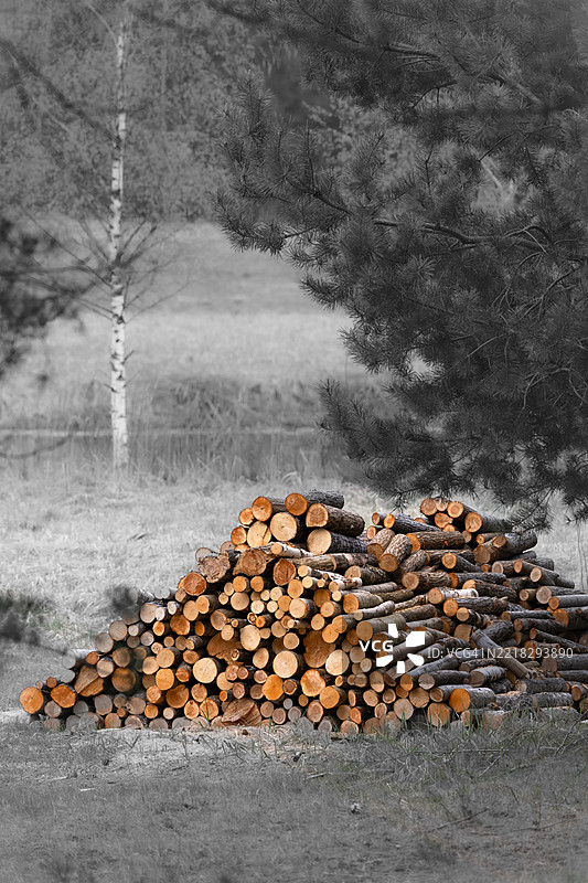 拉脱维亚田野上的木材特写图片素材