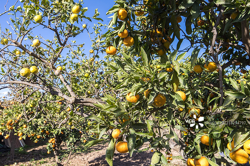 低角度视图的树上水果图片素材