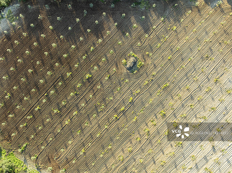 橄榄树田，成排种植的树木，鸟瞰图，靠近西班牙安达卢西亚的卡布拉村图片素材