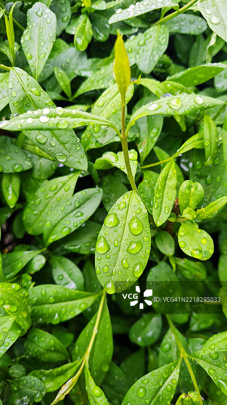 新鲜的绿叶上沾满雨滴，雨后特写图片素材