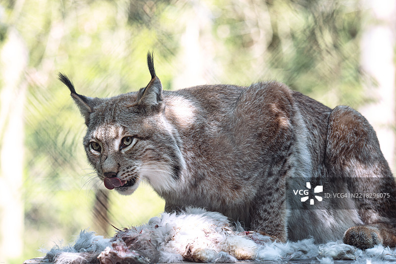 田野上猞猁的特写镜头图片素材