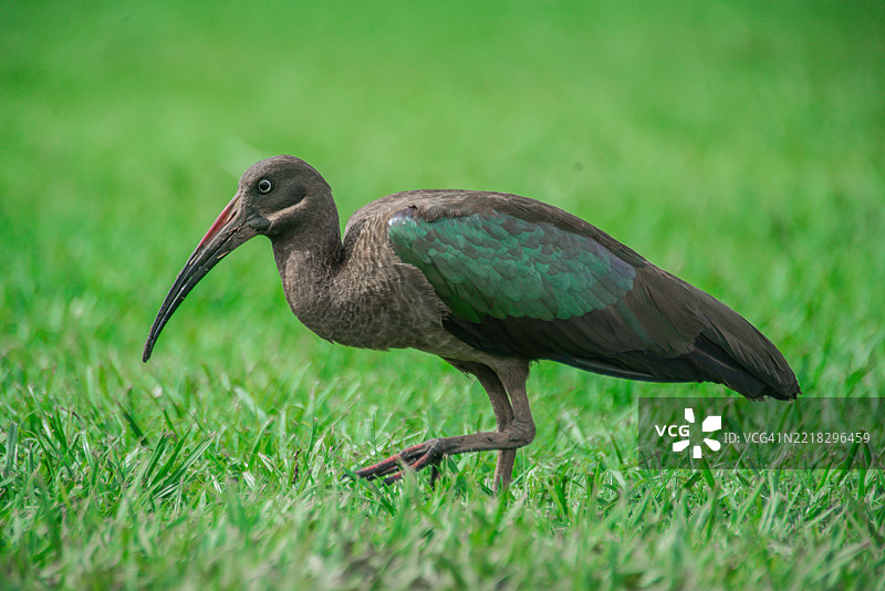 乌干达坎帕拉中央地区田野上栖息的鹮鸟特写图片素材