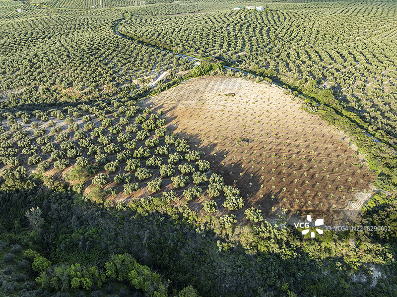 老铁路改建的自行车道Via Verde Del Aceite，跨越桥梁，周围是橄榄田，靠近村庄Cabra，鸟瞰图，西班牙安达卢西亚，欧洲图片素材
