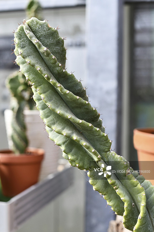 好奇的‘Cereus Jamacaru Spiralis’仙人掌室内植物的茎部特写图片素材