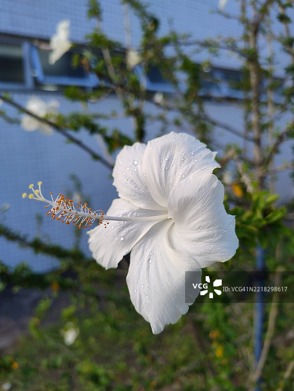 湿润的白色花朵特写图片素材