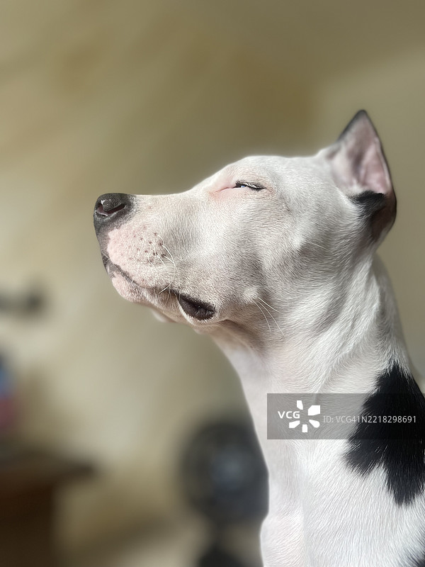 巴西里约热内卢阿拉亚尔多卡博的斗牛犬特写图片素材