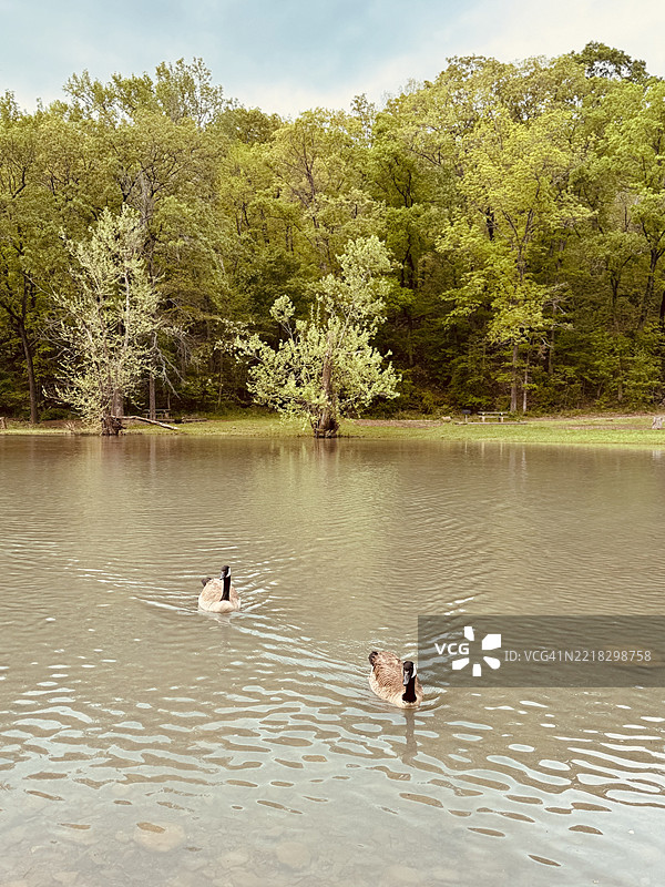 两个人在美国阿肯色州华盛顿县的湖中游泳图片素材