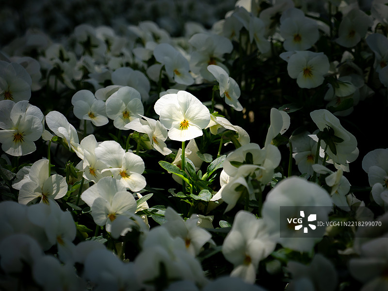 白色花朵的特写图片素材