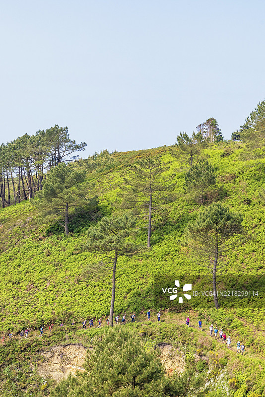 在阳光明媚的日子里，徒步旅行者在法国布列塔尼克罗宗半岛的坡道上排成一行，周围是松树。图片素材