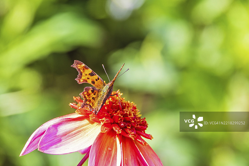在阳光明媚的夏日花园里，C型斑蝶（Polygonia c-album）在红色大丽花上觅食。图片素材