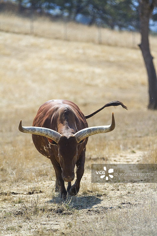 田野上的牛肖像，温斯顿，俄勒冈州，美国图片素材
