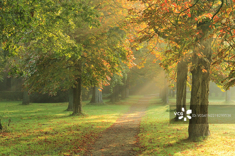 秋天公园里的树木，荷兰，BH Driehuis图片素材