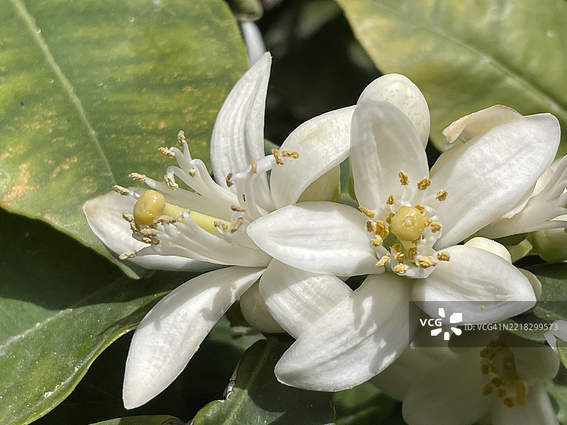 白色花朵特写，突尼斯纳布尔省图片素材