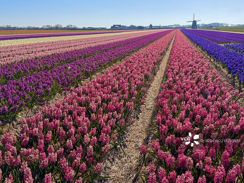 荷兰田野上的开花植物景观图片素材