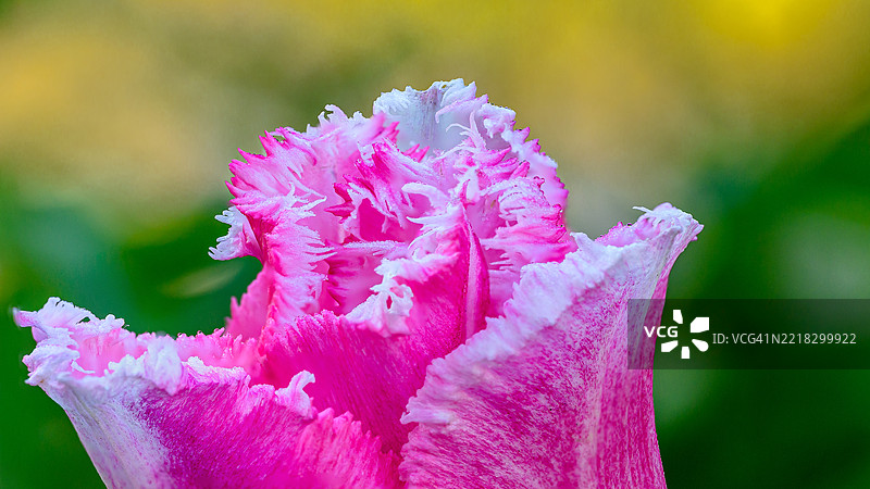 粉色玫瑰花的特写图片素材