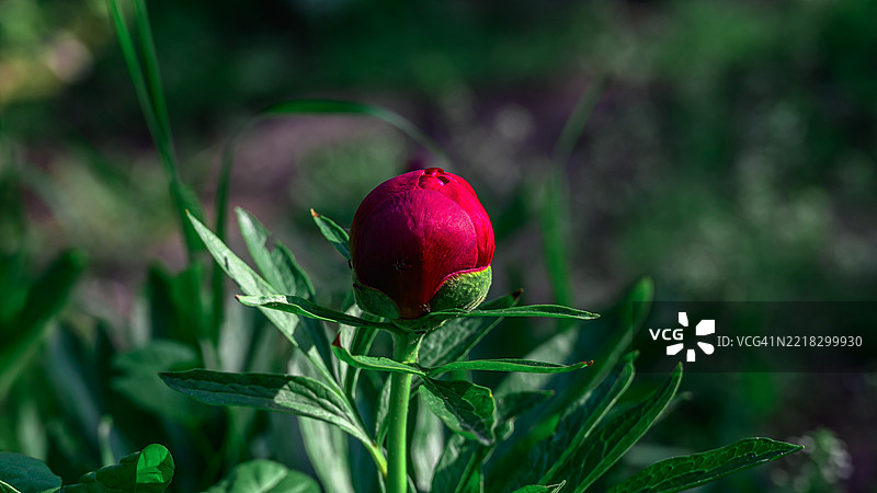 红色花蕾的特写图片素材