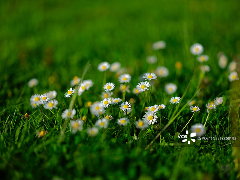 德国田野上的开花植物特写图片素材