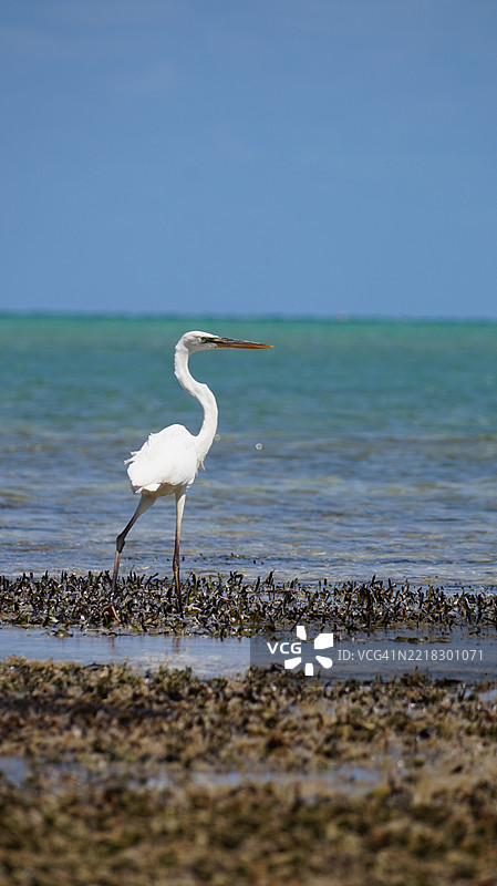 大白鹭凝视着海洋，佛罗里达州伊斯拉莫拉达，美国图片素材