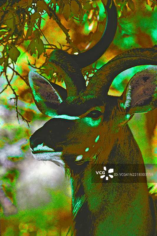 大角羚图片素材