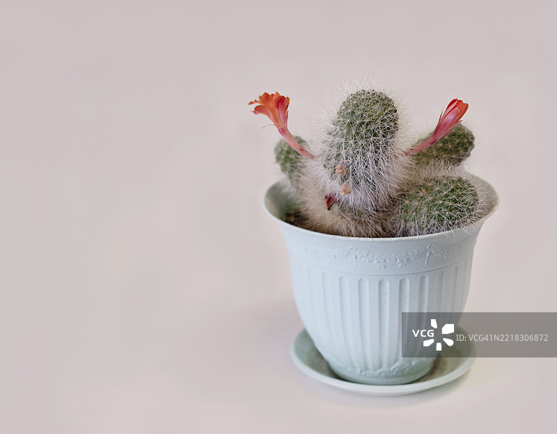 蓝色花盆中的迷你仙人掌，开着红色花朵，背景为米色，留有空白空间图片素材