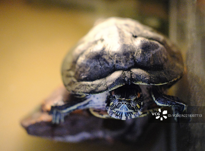 红耳龟坐在水族箱中的岩石上，选择性对焦图片素材