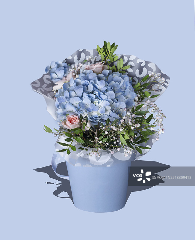 蓝色绣球花在花盆中，带有阴影图片素材