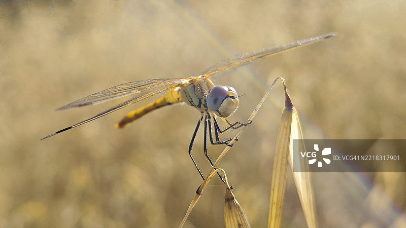 蜻蜓在植物上的特写镜头图片素材