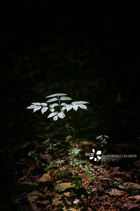 小树在匈牙利的森林里晒太阳图片素材