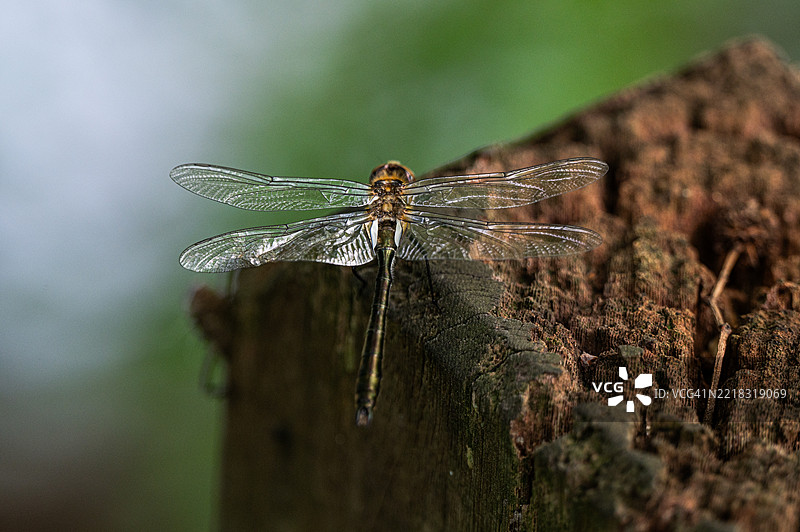 蜻蜓停在木头上的特写镜头图片素材
