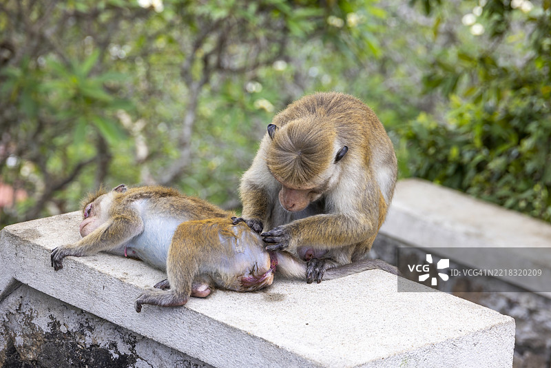 野生的托克猕猴坐在丛林中的墙上图片素材