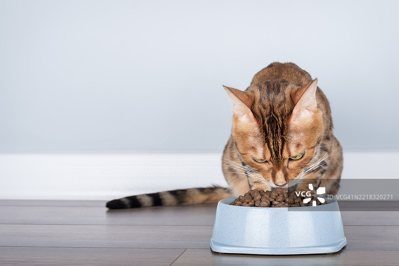孟加拉猫正在碗里吃干粮图片素材