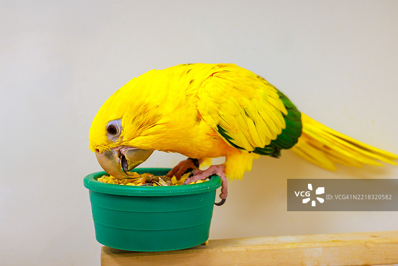 明亮的黄色太阳鹦鹉在小绿色碗中享用美食图片素材