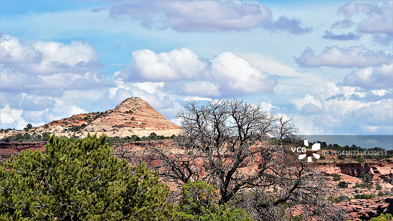 从低角度看树木与天空，犹他州，美国图片素材
